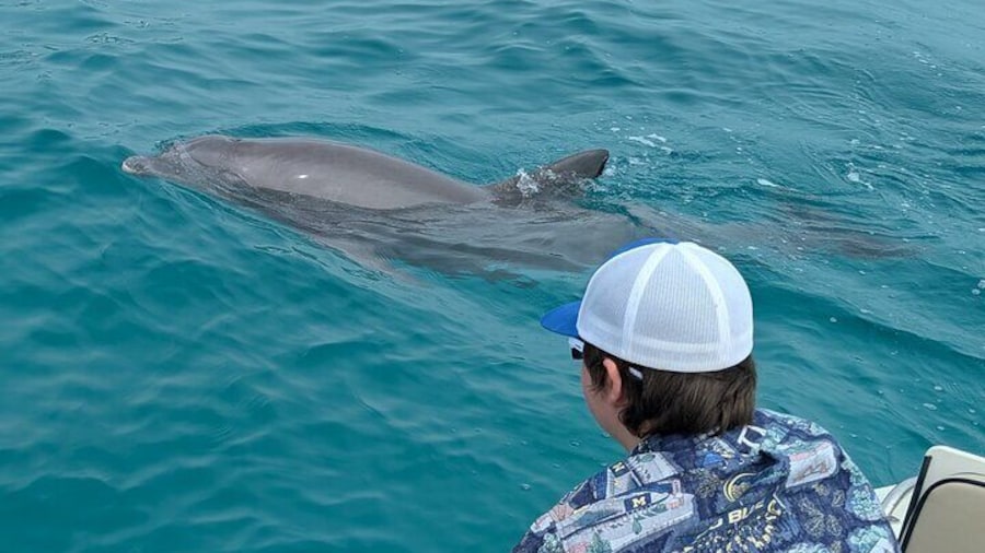 Dolphins!