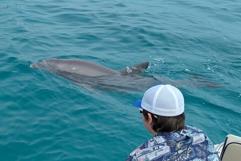 Dolphins!