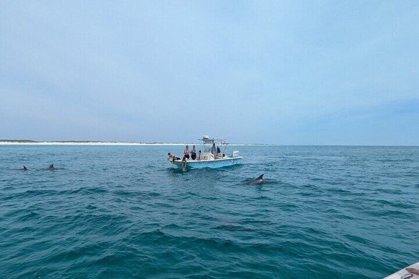 Our Beautiful Gulf and our Dolphin buddies!