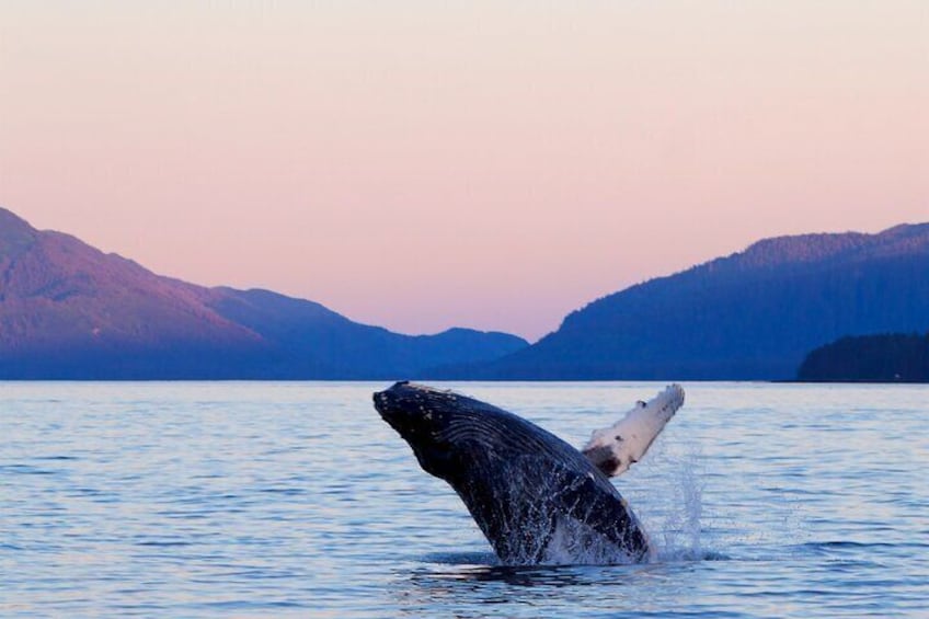 Best Whale Watching and Wildlife Shore Excursion in Sitka