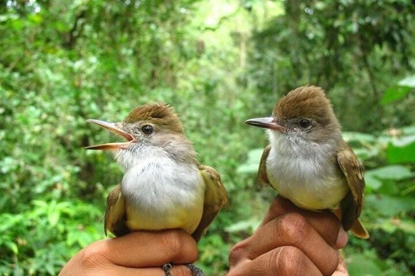 Biodiversity of Ometepe