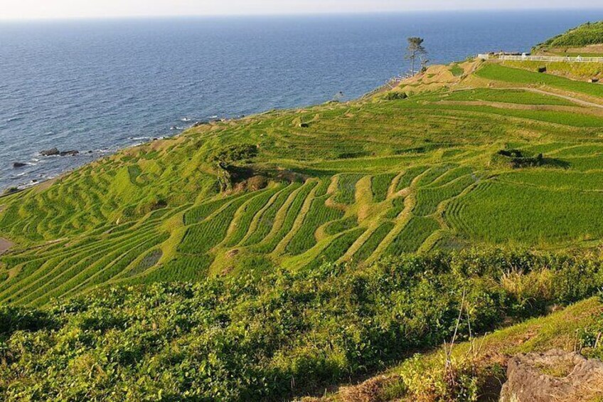 Full-Day Bicycle Tour on the Noto Peninsula