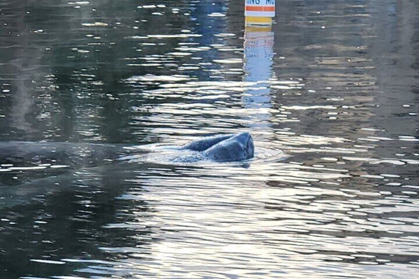 Private Crystal River Wildlife Boat Tour 