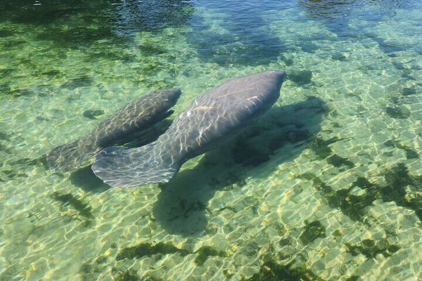 Private Crystal River Wildlife Boat Tour 