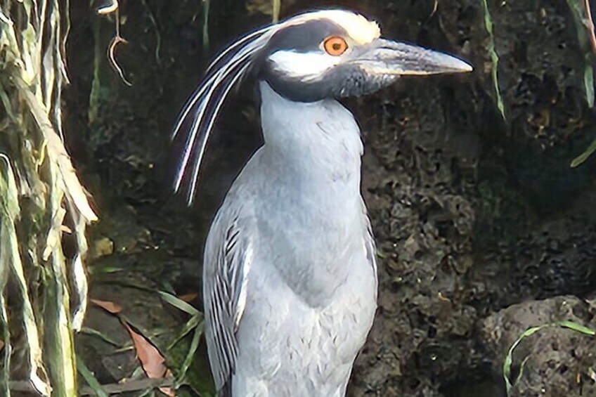 Private Crystal River Wildlife Boat Tour 