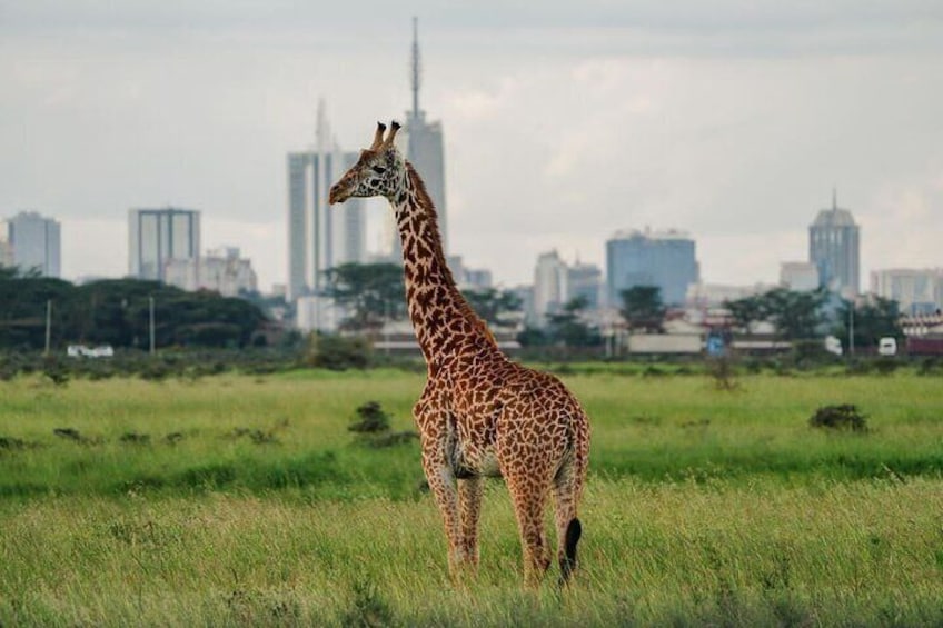 Discover Nairobi National Park, Africa's Only Urban Safari