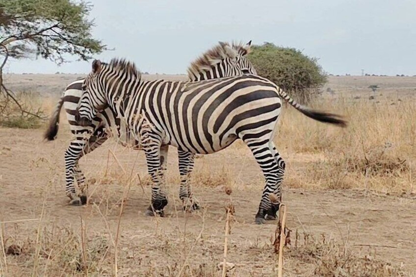 Discover Nairobi National Park, Africa's Only Urban Safari