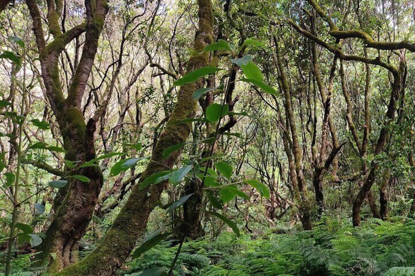 Full-Day Self Guided Hike in Caldeirão Verde Levada