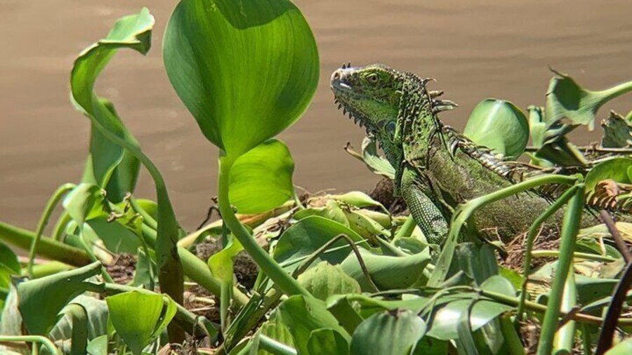 Palo Verde Natural Park Boat Tour