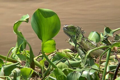 Palo Verde Natural Park Boat Tour