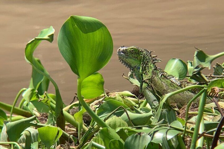 Palo Verde Natural Park Boat Tour
