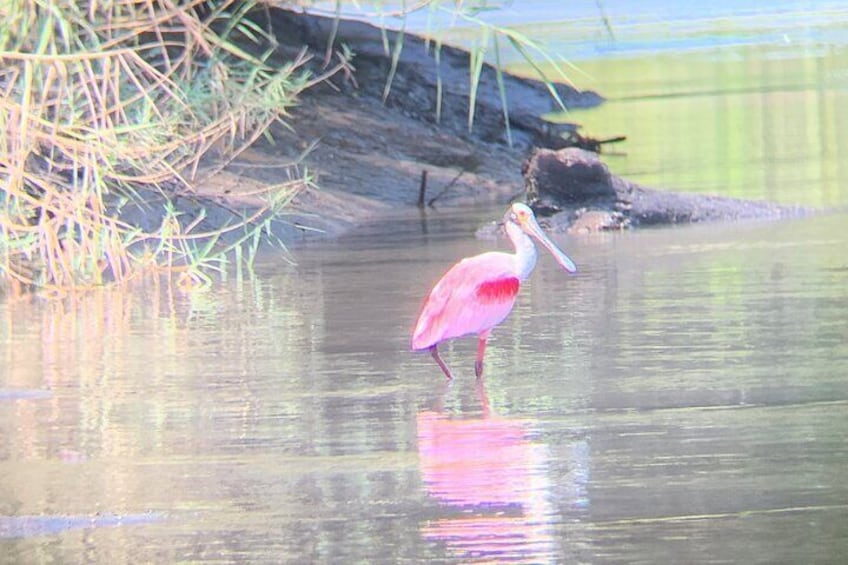 Palo Verde Natural Park Boat Tour