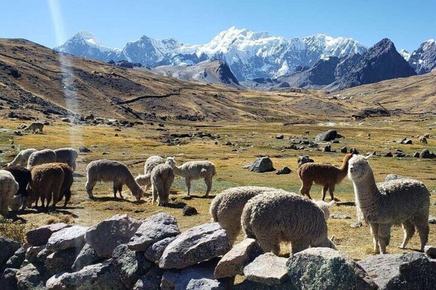Ausangate's Hike - Seven Glacial Lakes - Full Day