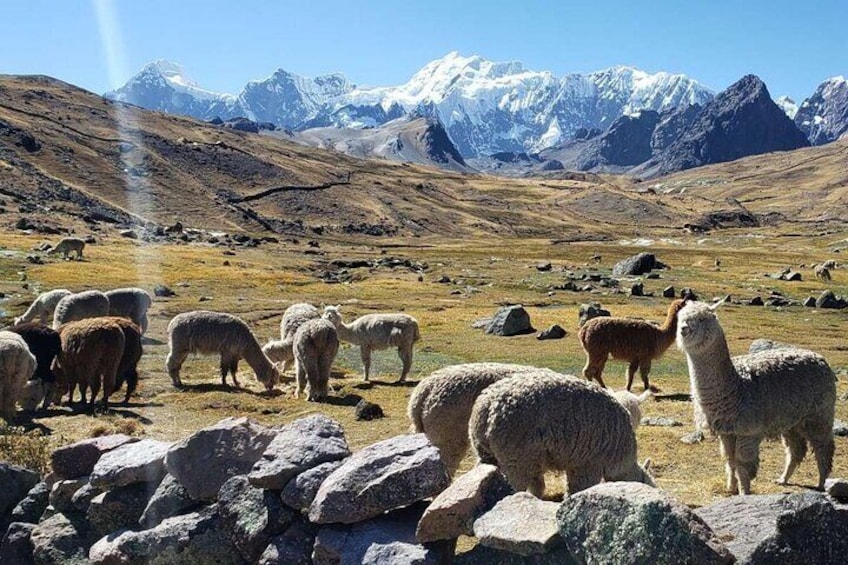 Ausangate's Hike - Seven Glacial Lakes - Full Day