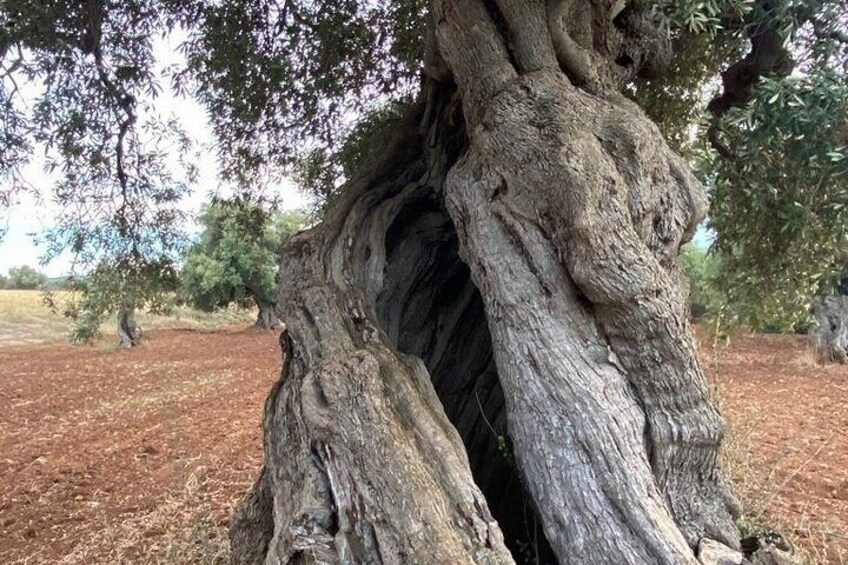 e-bike tour in the plain of the secular olive trees of Ostuni