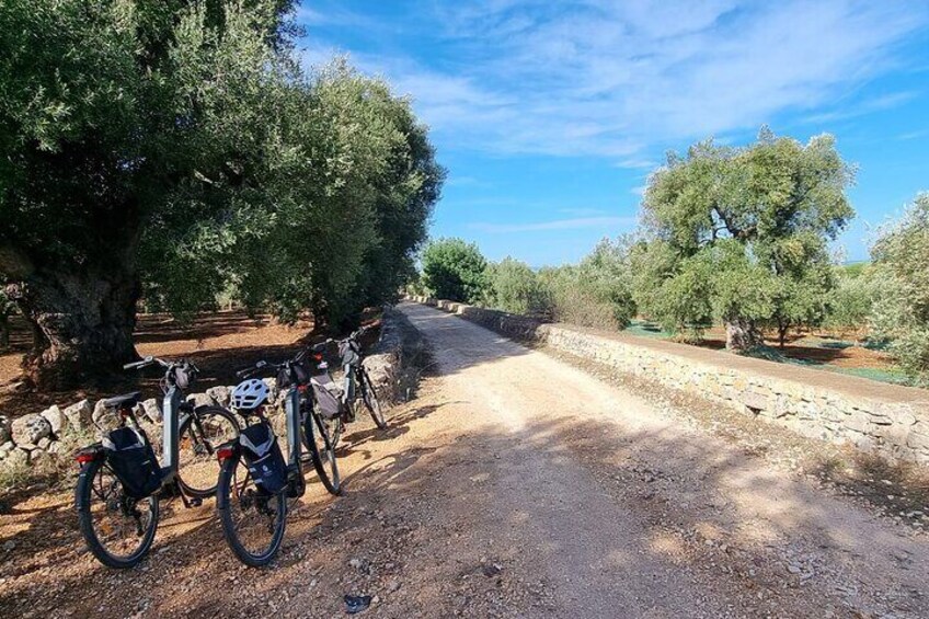 e-bike tour in the plain of the secular olive trees of Ostuni