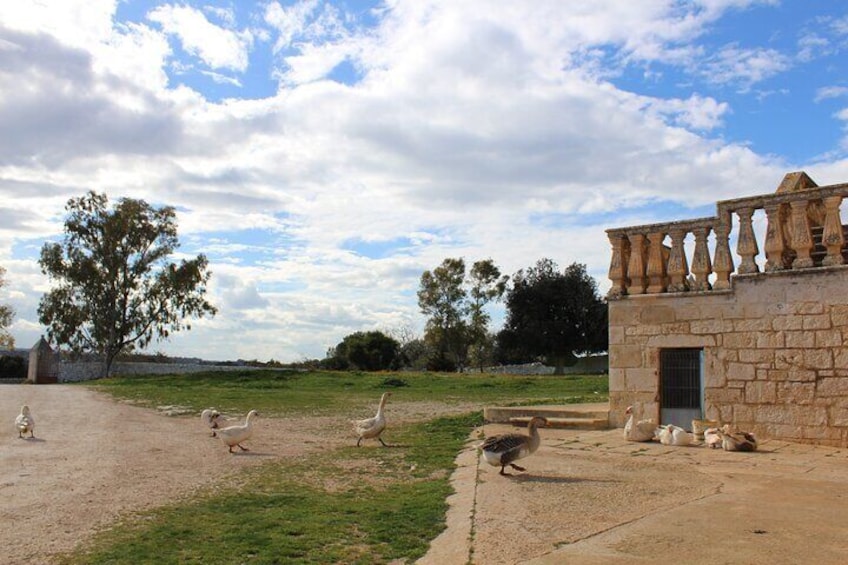 How is the Apulian burrata made? e-bike tour in Cisternino