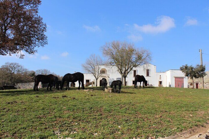 Martina Franca e-Bike tour . Visit a breeding and a dairy farm