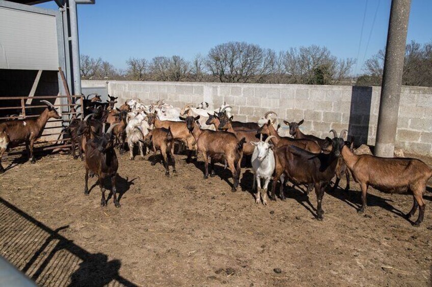 Martina Franca e-Bike tour . Visit a breeding and a dairy farm