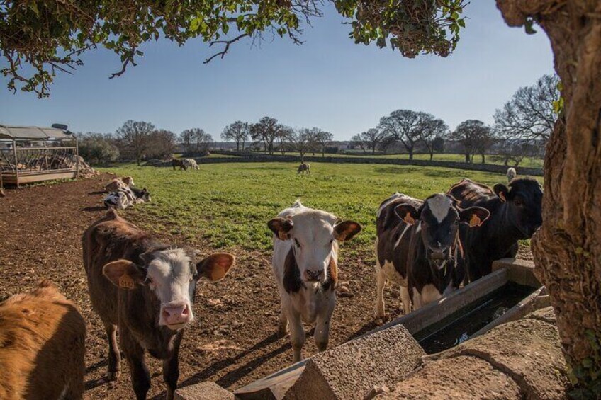 Martina Franca e-Bike tour . Visit a breeding and a dairy farm