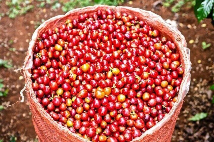 Private Half-Day Tour in Fairview Coffee Farm from Nairobi