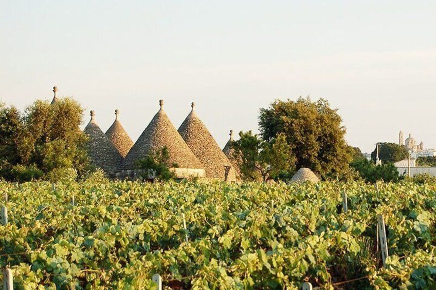 Cisternino e-bike tour. Visit a winery and an oil mill