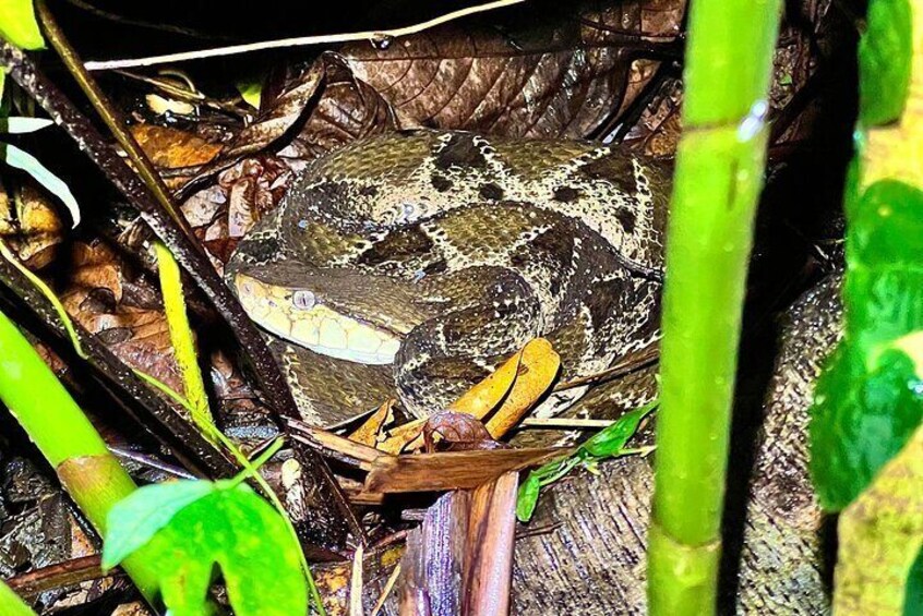 Careful where you walk! The fer de lance is one of Costa Rica's most venomous species of snakes. Our jungle preserve is a safe space for these unique animals and we teach visitors their importance. 