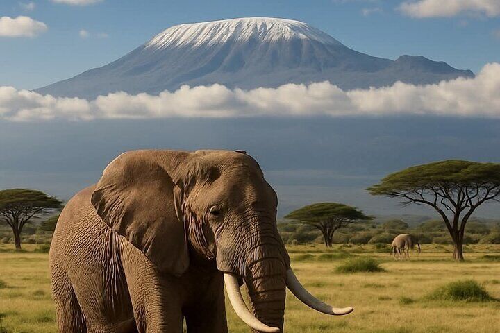 Day Tour To Amboseli National Park From Nairobi 