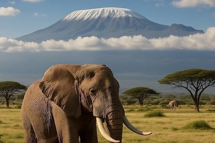 Excursión De Un Día Al Parque Nacional Amboseli Desde Nairobi