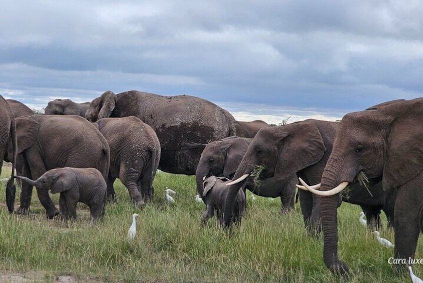 Day Tour To Amboseli National Park From Nairobi