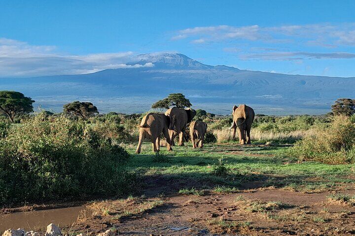 Day Tour To Amboseli National Park From Nairobi