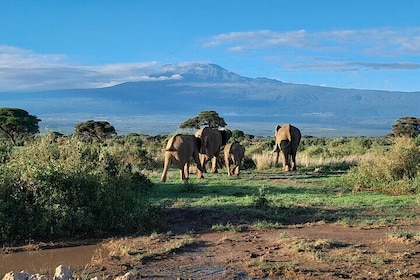 Day Tour To Amboseli National Park From Nairobi