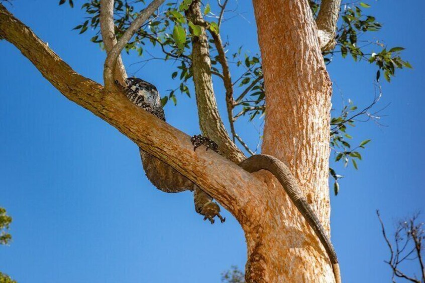 Horse Riding, Koalas & Kangaroos - Wild Australia: Private Tour
