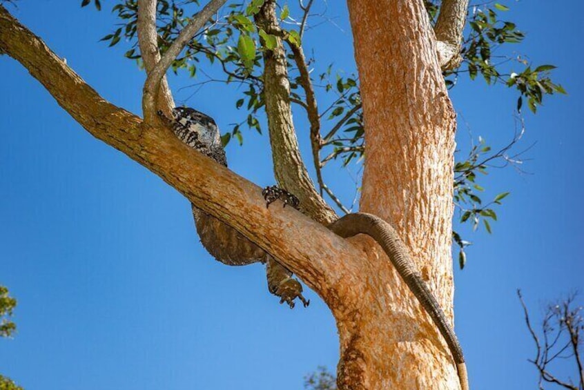 Horse Riding, Koalas & Kangaroos - Wild Australia: Private Tour