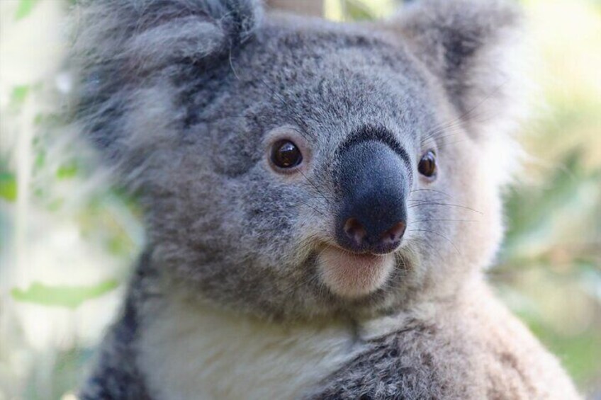 Sydney's Cutest Koalas, Adorable Australians of the Bush