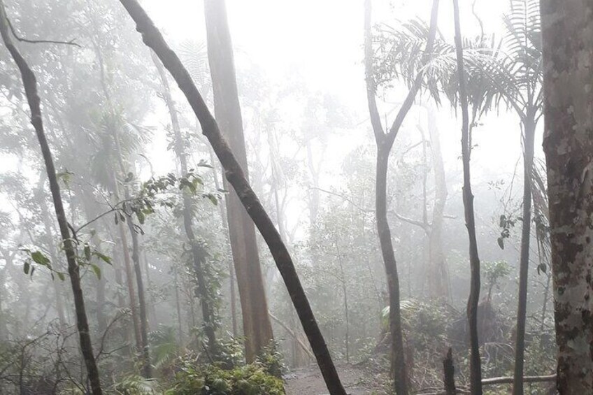 Full-Day Guided Trekking in Mt. Liamuiga Volcano