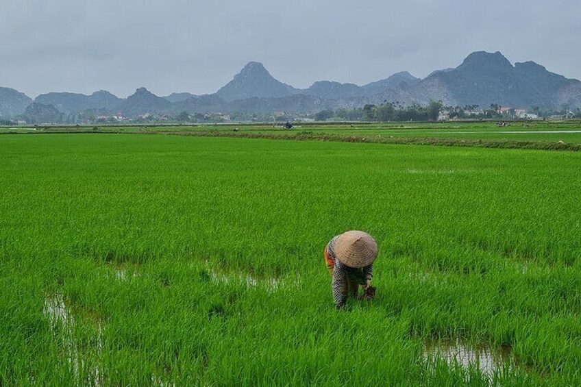 Harmonious Landscape: Witness the Graceful Resilience of a Woman Working in the Rice Fields Against a Stunning Mountain Backdrop