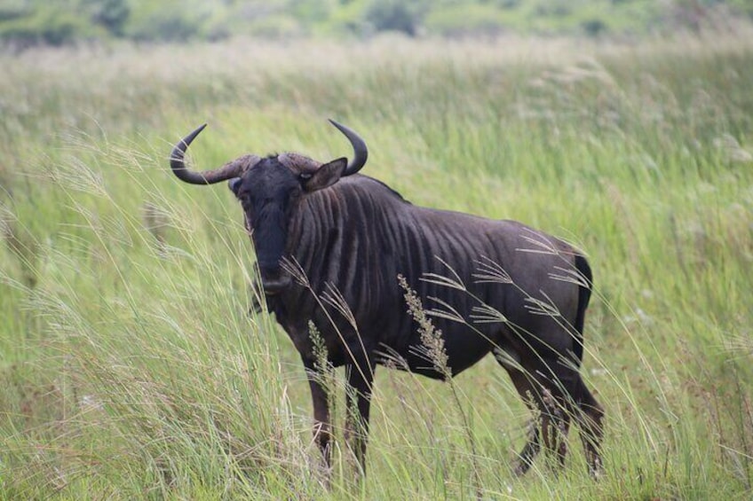 Wildebeest, one of the ugly 5 but still fascinating to look at! 