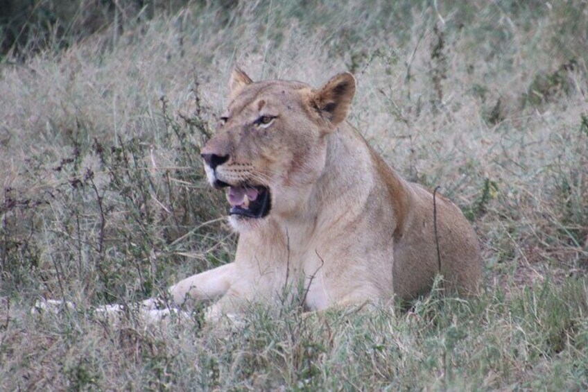 Beautiful female lion