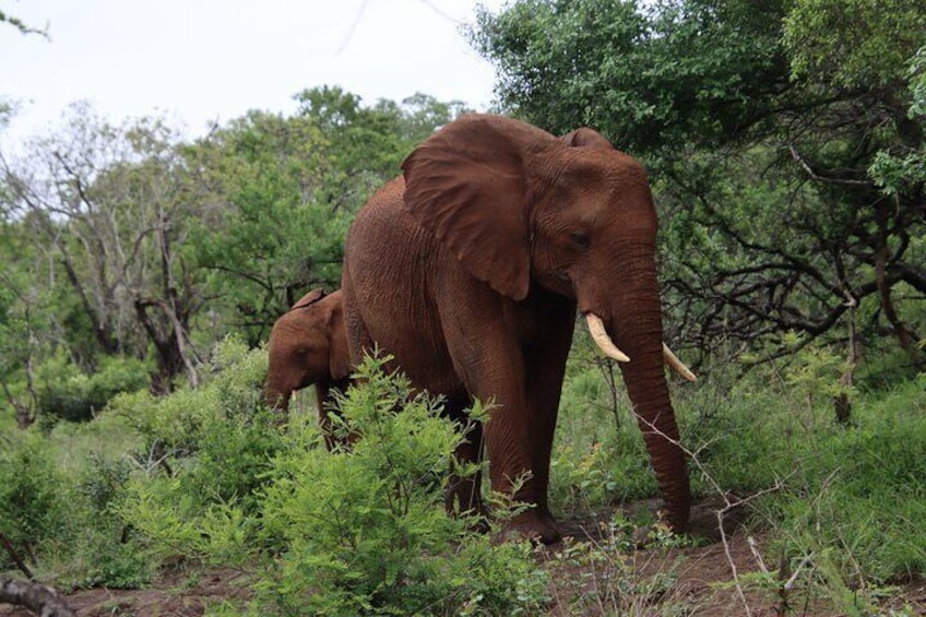 Amazing how graceful the biggest mammal in the world can be. 