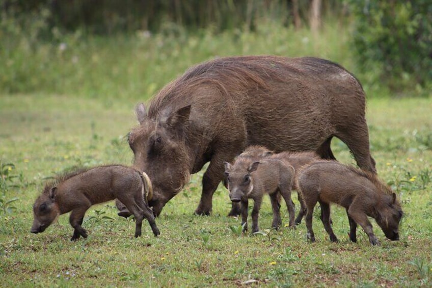 Mummy and baby warthogs having breakfast