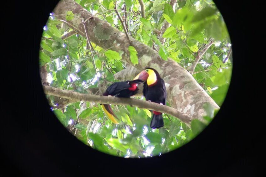 Bird watching tour in Carara National Park