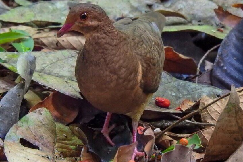 Bird watching tour in Carara National Park