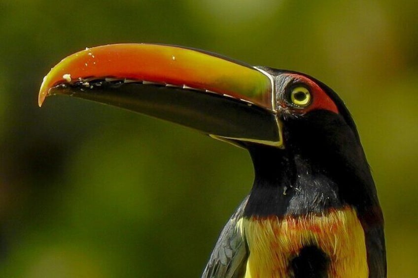 Bird watching tour in Carara National Park