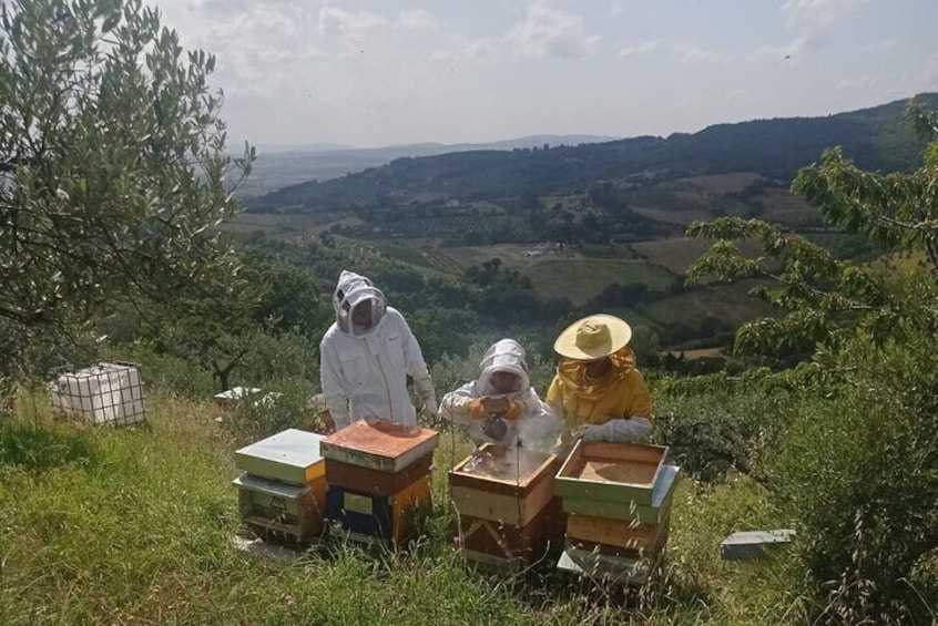 2 hours Beekeeping and Honey Tasting Activities in Assisi