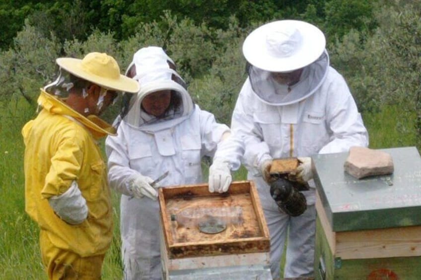 2 hours Beekeeping and Honey Tasting Activities in Assisi
