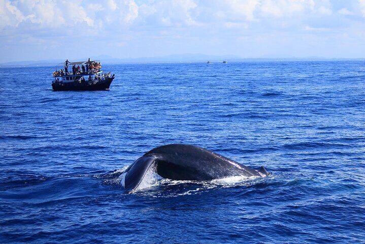 Whale Watching in Sri Lanka