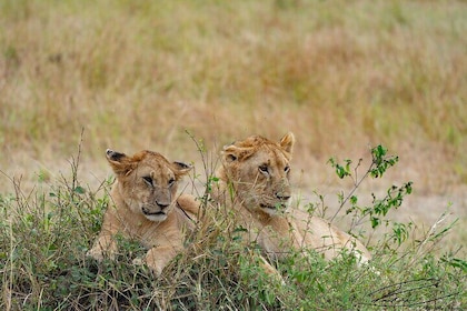 8 Days Kenya Safari Expedition