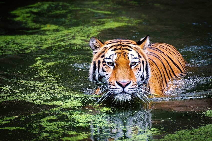 Delhi-Agra-Jaipur With Ranthambore Safari 7 Days