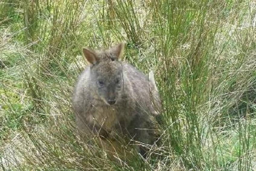 Leven Canyon Day Trip from Devonport, Ulverstone or Burnie